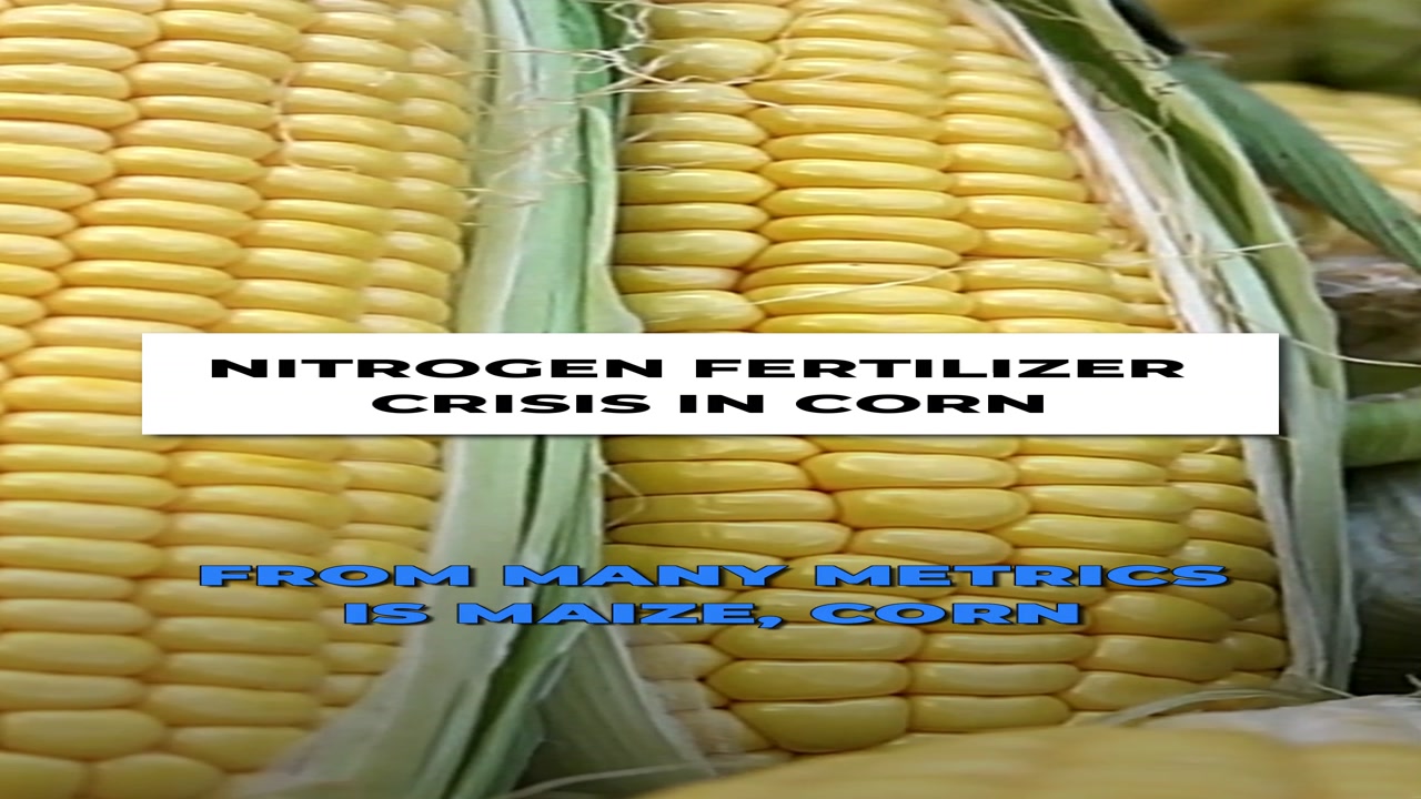 🌽 The Most Important Crop on Earth: Corn 🌽 - Brighteon.com