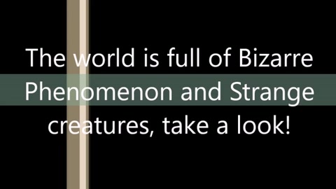 'The world is full of Bizarre Phenomenon and Strange creatures, take a ...