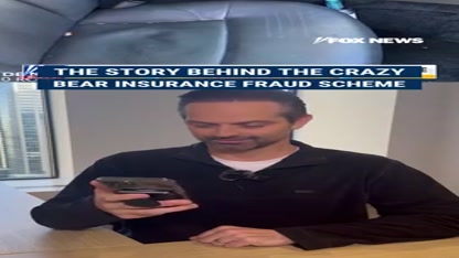 The story behind the crazy bear insurance fraud scheme